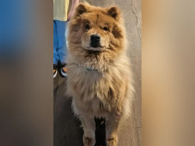 Chow Chow roux