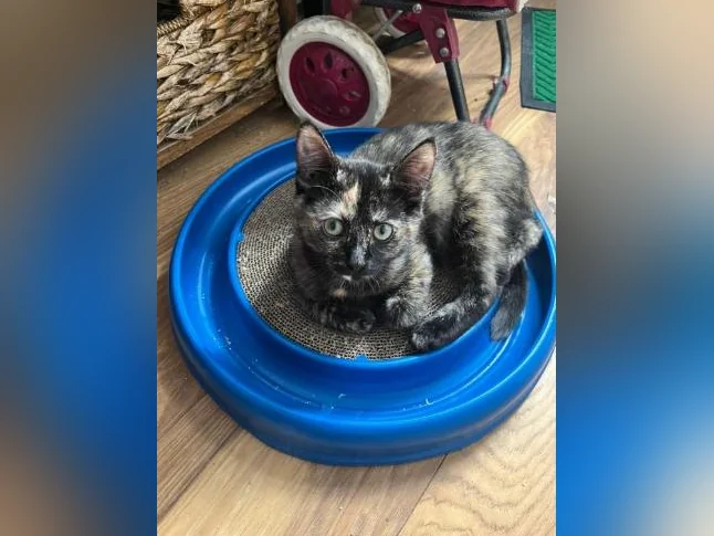 3 chaton à donner