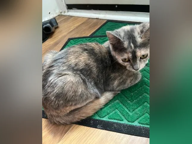 3 chaton à donner thumbnail 2