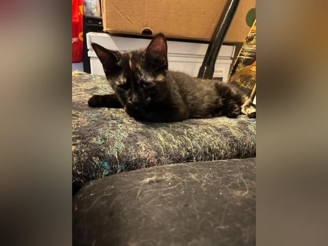3 chaton à donner thumbnail 3
