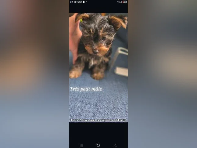 PETIT YORKSHIRE TERRIER PRET POUR L'ADOPTION
