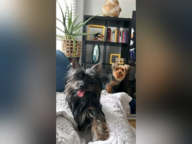 PETIT YORKSHIRE TERRIER PRET POUR L'ADOPTION thumbnail 2