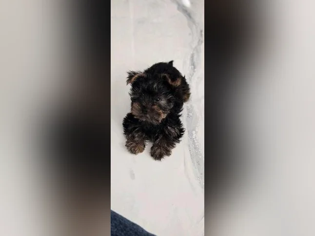 PETIT YORKSHIRE TERRIER PRET POUR L'ADOPTION thumbnail 3