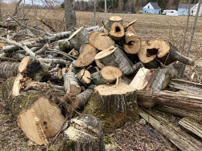Bois de chauffage à donner thumbnail 7