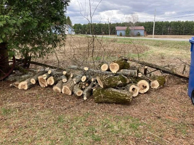 Bois de chauffage à donner thumbnail 8