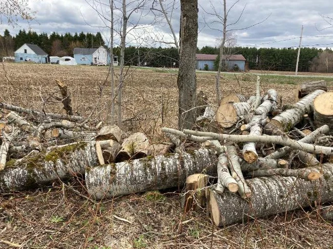 Bois de chauffage à donner thumbnail 6