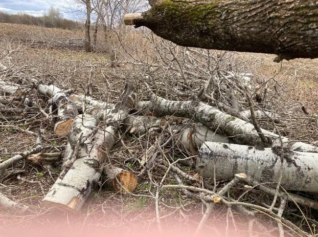 Bois de chauffage à donner thumbnail 2