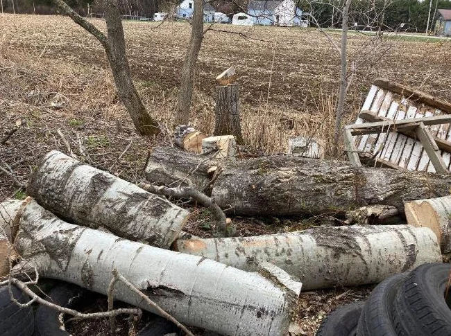 Bois de chauffage à donner