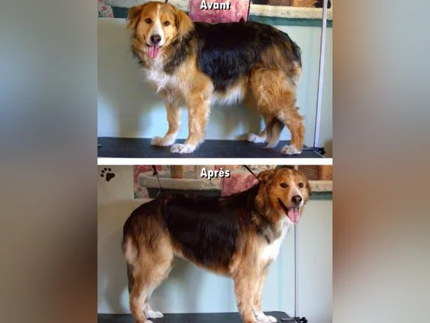 TOILETTAGE CANIN SHAJOMO thumbnail 7