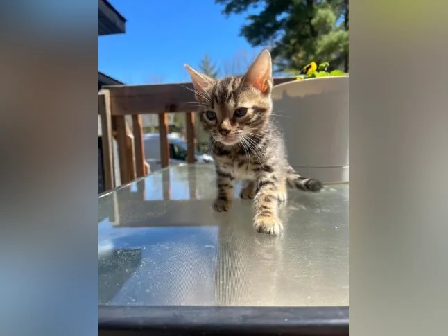 Bebe bengal thumbnail 4
