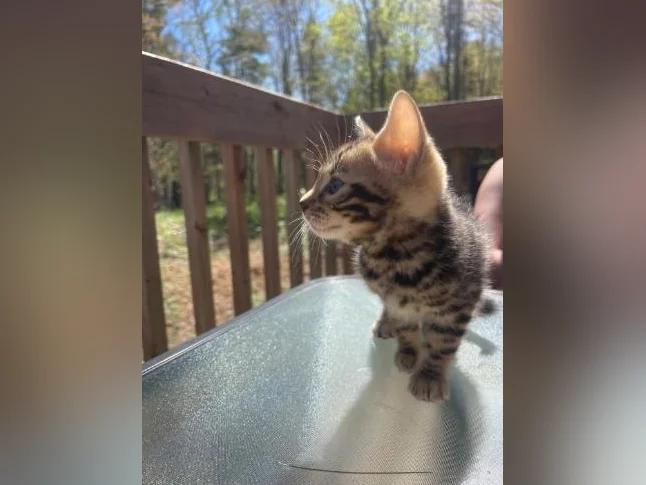 Bebe bengal thumbnail 7