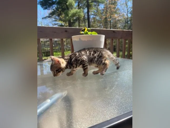 Bebe bengal thumbnail 10