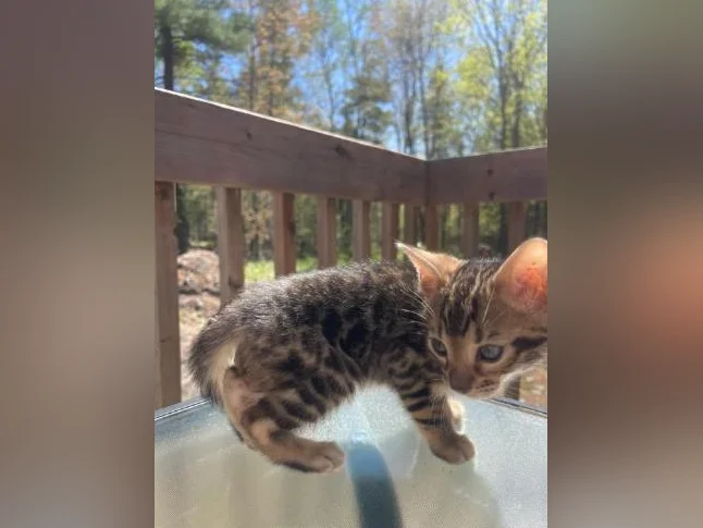 Bebe bengal