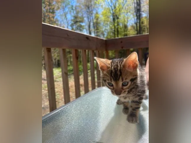 Bebe bengal thumbnail 6