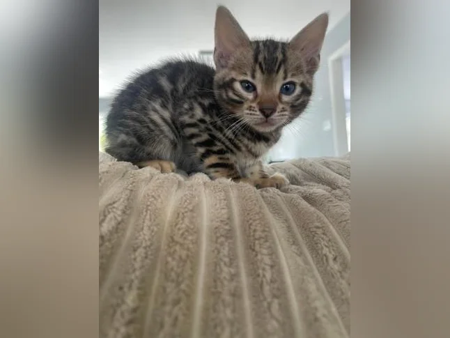 Bebe bengal thumbnail 8