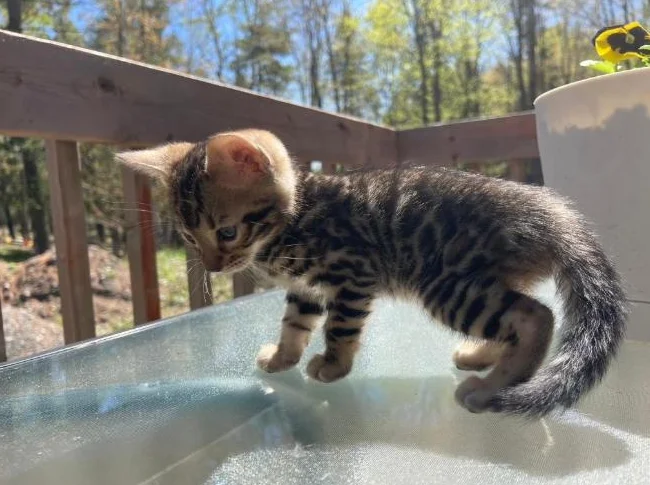 Bebe bengal thumbnail 5