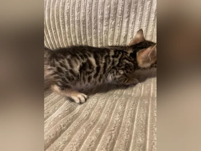 Bebe bengal thumbnail 3