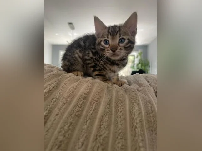 Bebe bengal thumbnail 9