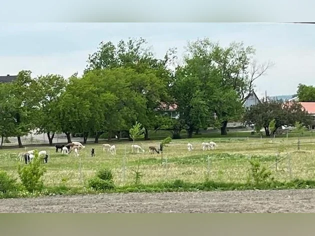 4 1/2, 5 1/2 à louer Beloeil, Saint- Hilaire thumbnail 8