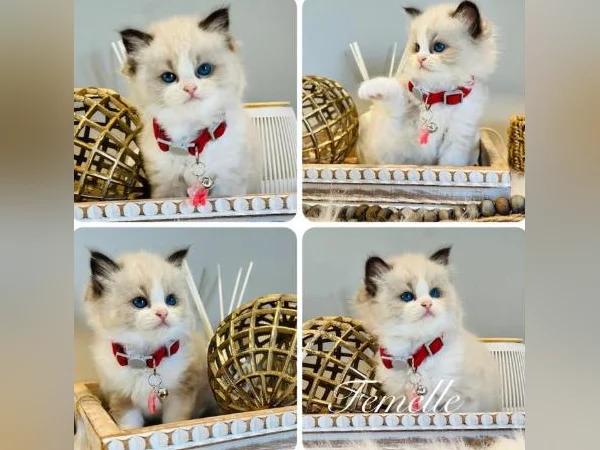 Chatons Ragdoll ( pure race ) mâles et femelles-très affectueux. thumbnail 2