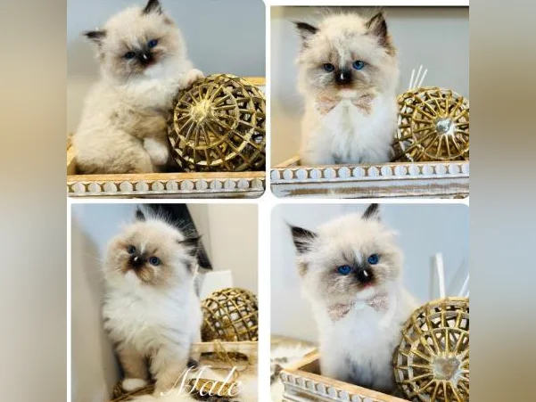 Chatons Ragdoll ( pure race ) mâles et femelles-très affectueux. thumbnail 5