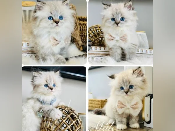 Chatons Ragdoll ( pure race ) mâles et femelles-très affectueux. thumbnail 6