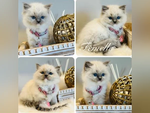 Chatons Ragdoll ( pure race ) mâles et femelles-très affectueux. thumbnail 4
