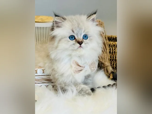 Chatons Ragdoll ( pure race ) mâles et femelles-très affectueux. thumbnail 8