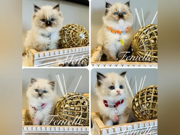 Chatons Ragdoll ( pure race ) mâles et femelles-très affectueux. thumbnail 10