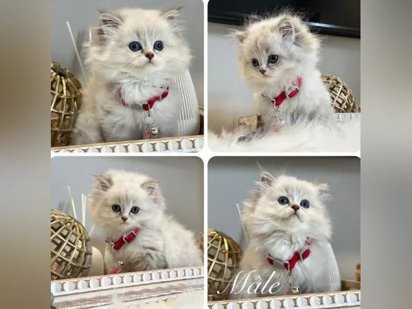 Chatons Ragdoll ( pure race ) mâles et femelles-très affectueux. thumbnail 7