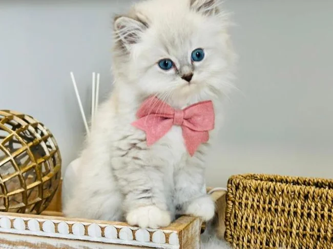 Chatons Ragdoll ( pure race ) mâles et femelles-très affectueux. thumbnail 9