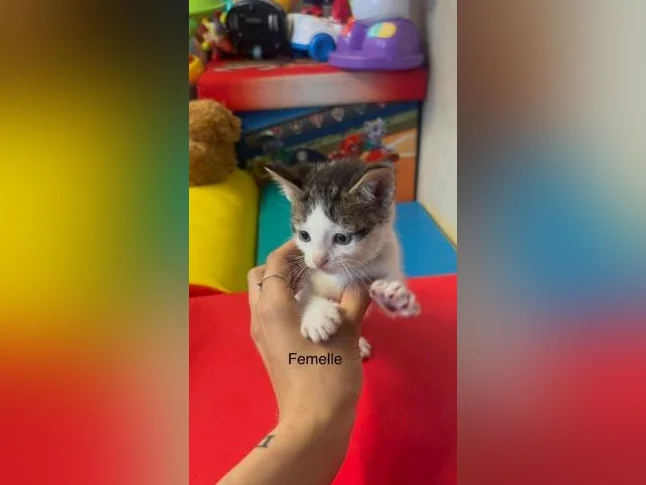 Lynx bengal thumbnail 8