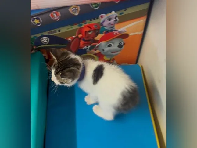 Lynx bengal thumbnail 9