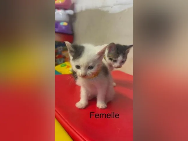 Lynx bengal thumbnail 7
