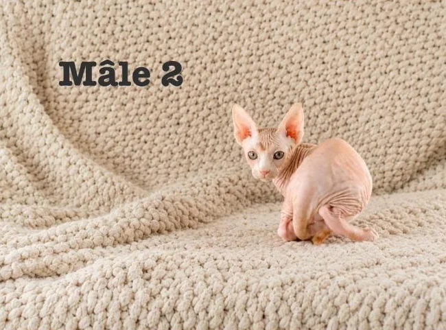 1 chaton sphynx vacciné garantie thumbnail 3