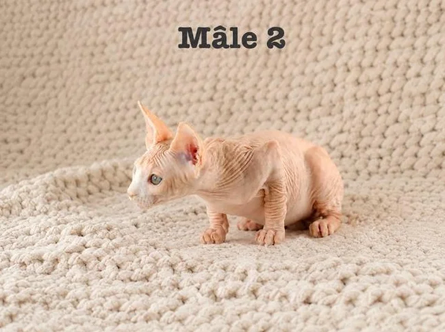 1 chaton sphynx vacciné garantie thumbnail 2