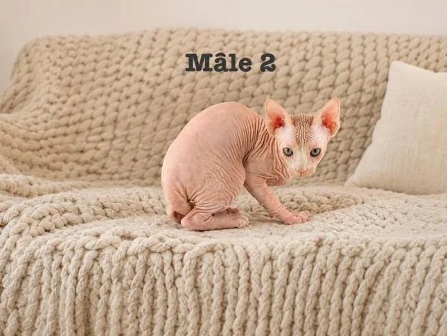 1 chaton sphynx vacciné garantie