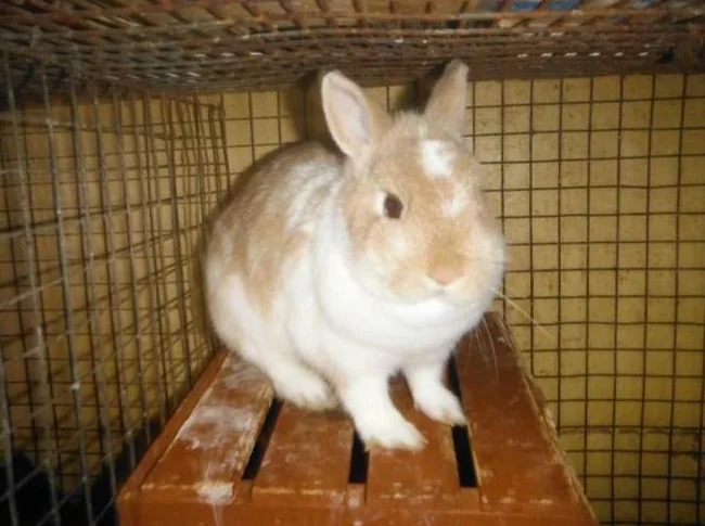 2 lapin nain mall gris et femelle beige de 2 ans A DONNER A FARNHAM thumbnail 2