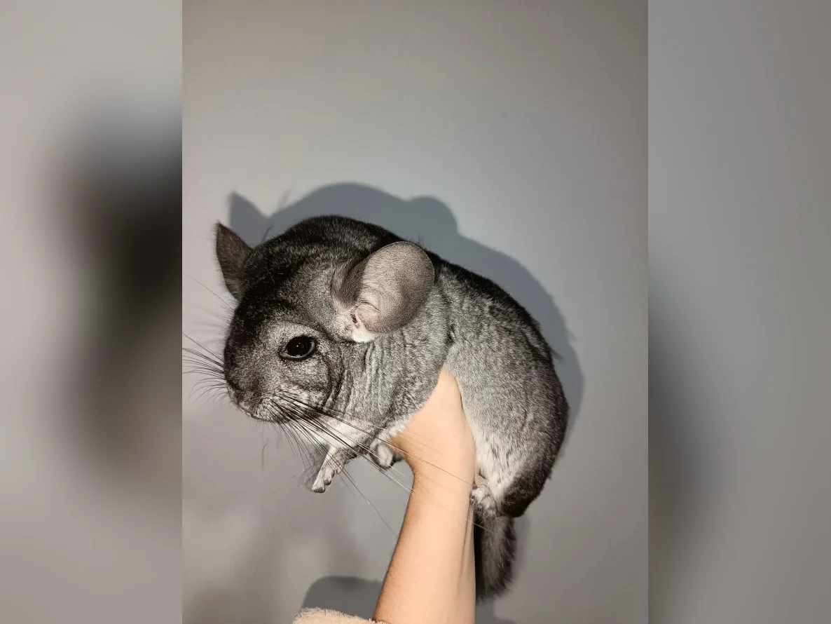 Chinchillas à vendre - Maïllo et Karan thumbnail 2