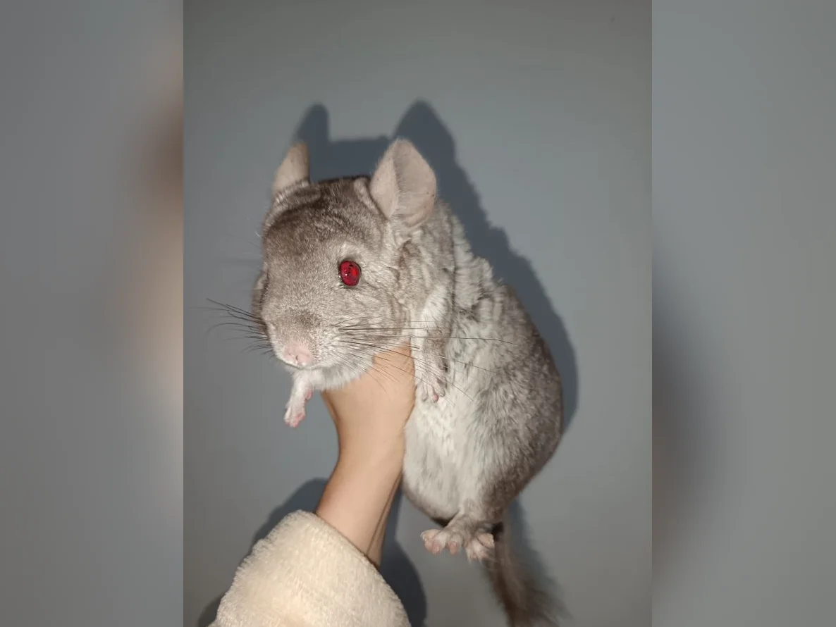Chinchillas à vendre - Maïllo et Karan