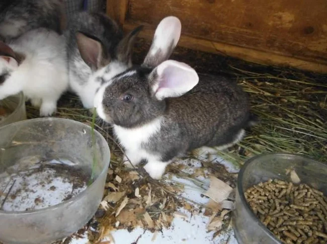 bébé connantinantal A $25.ch