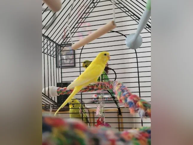 Perruche femelle arlequin jaune