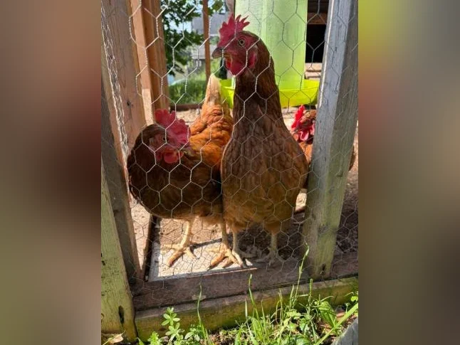 4 Poules rousses à donner.
