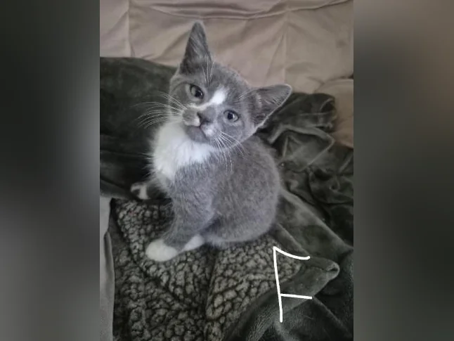 Chatons a donner