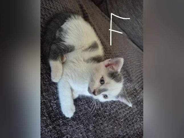 Chatons a donner thumbnail 3
