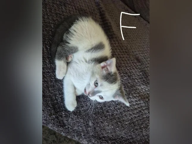 Chatons a donner thumbnail 2
