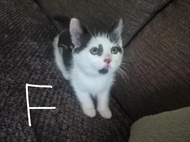 Chatons a donner thumbnail 5