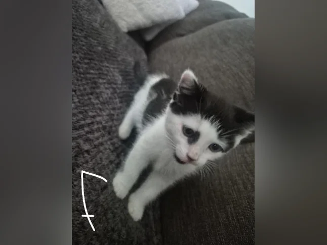 Chatons a donner thumbnail 4