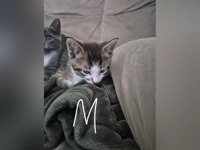 Chatons a donner thumbnail 6