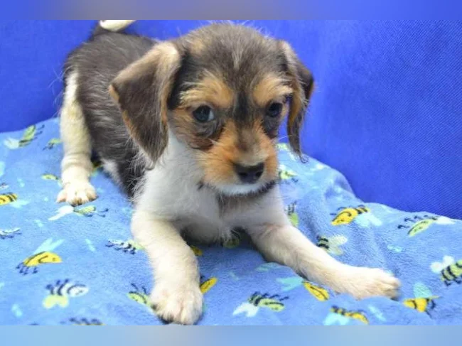Chiot teckel croisé chihuahua